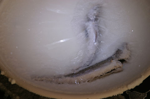 Saltwatch week 3 photograph 3