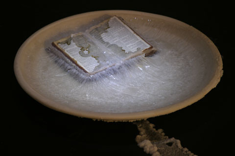 Saltwatch week 3 photograph 5