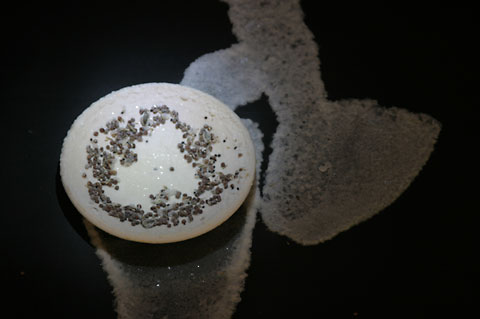 Saltwatch week 3 photograph 7