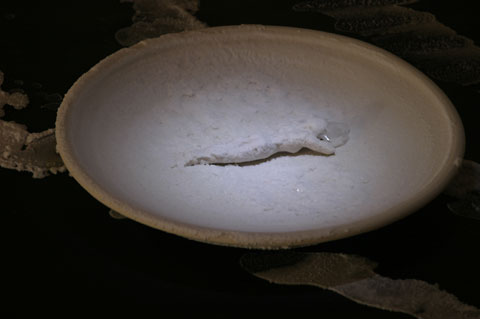 Saltwatch week 4 photograph 3