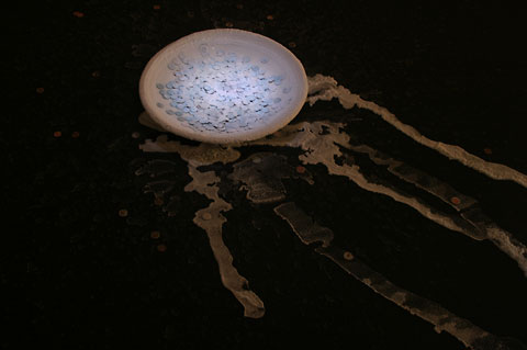 Saltwatch week 4 photograph 5